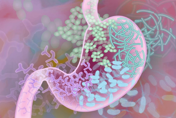 Dr Justus Apffelstaedt: Wine and the gut